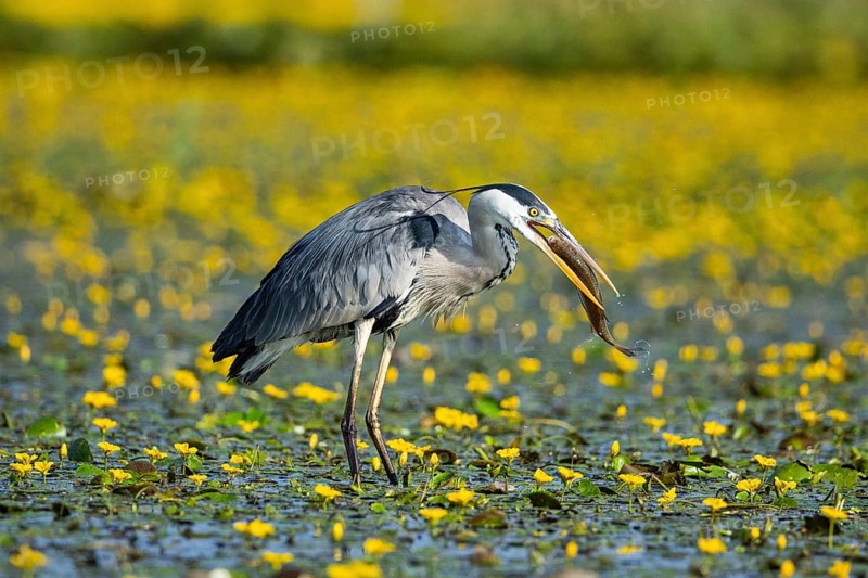 Grey heron (Ardea cinerea) amidst flowering sea pots (Nymphoides peltata) Hungary