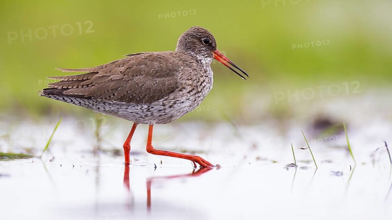 Common Redshank (Tringa totanus) foraging, Mecklenburg-Western Pomerania, Germany