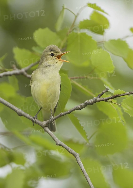 Icterine Warbler (Hippolais icterina) singing, Brandenburg, Germany