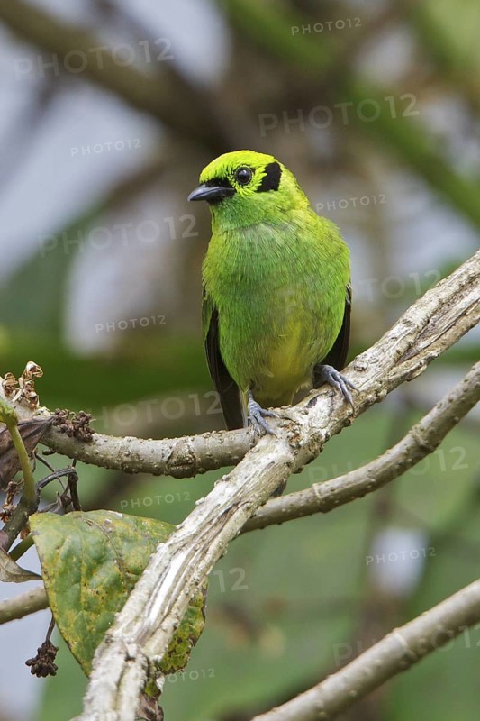 Emerald Tanager (Tangara florida) perched on a branch in Costa Rica, Central America