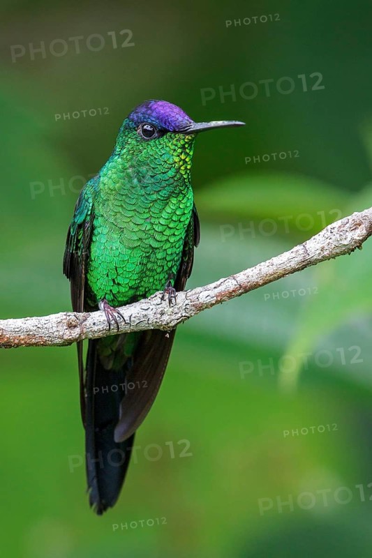 Violet-capped Woodnymph (Thalurania glaucopis) perched on a branch in the Atlantic rainforest of southeast Brazil