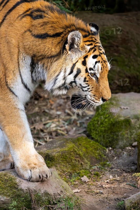 Siberian tiger (Panthera tigris tigris) walking in a forest, captive, incidence in Russia and Northeast China
