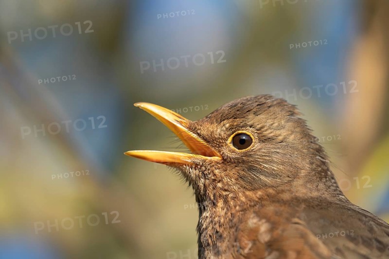 European blackbird (Turdus merula) adult female garden bird singing with its beak open in spring, Suffolk, England, United Kingdom