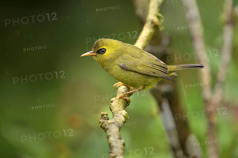 Mountain Blackeye (Chlorocharis emiliae), Sabah, Malaysia
