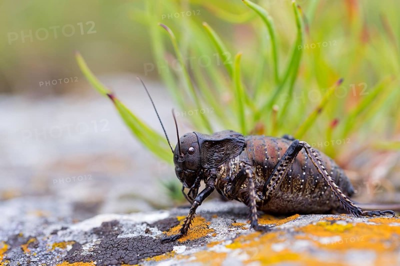 Bradyporus dasypus, animals, insects, beetles, saddle-backed grasshopper, Pleven, Bulgaria