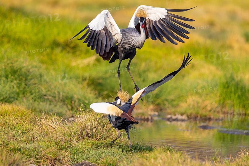 Crowned Crane (Balearica regulorum) courtship behavier South Luangwa NP Zambia August