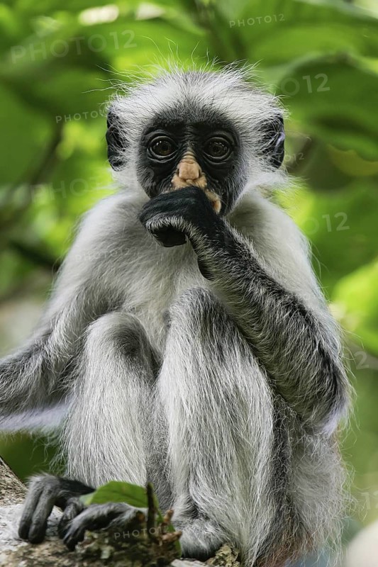 Sansibar-Stummelaffe (Piliocolobus kirkii) Jungtier lutscht am Daumen, Jozani Chwaka Bay National Park, Sansibar, Tansania