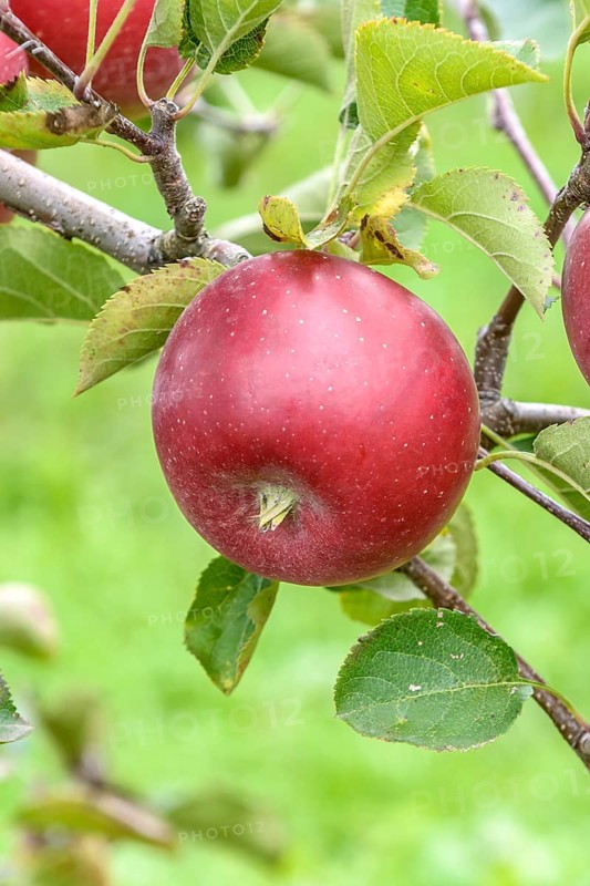 Apple (Malus domestica 'Mars'),  Germany