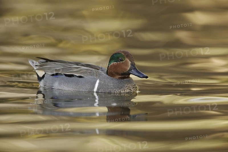 Green-winged Teal (Anas carolinensis) male, Arizona, USA