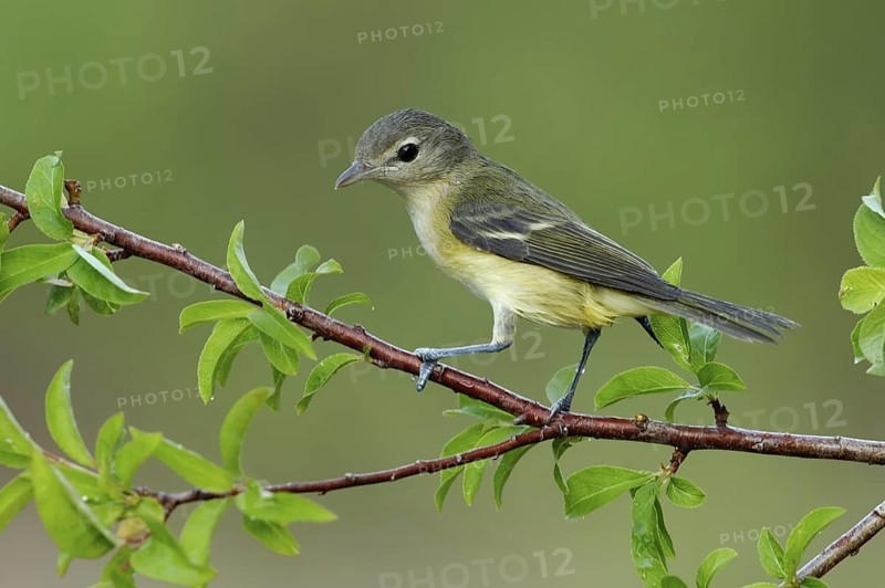 Bell's Vireo (Vireo bellii), Texas, USA