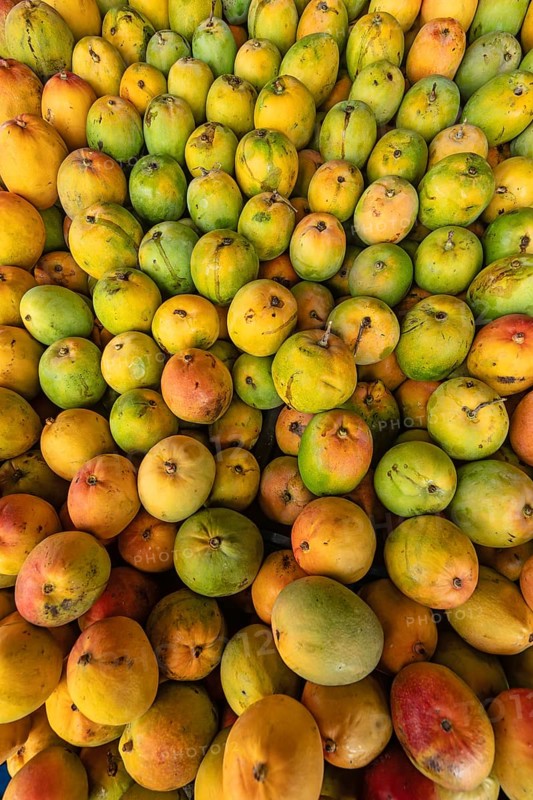 Large quantity of ripe mangoes (Mangifera indica), presumably Tommy Atkins or Kent variety, after harvest. Costa Rica