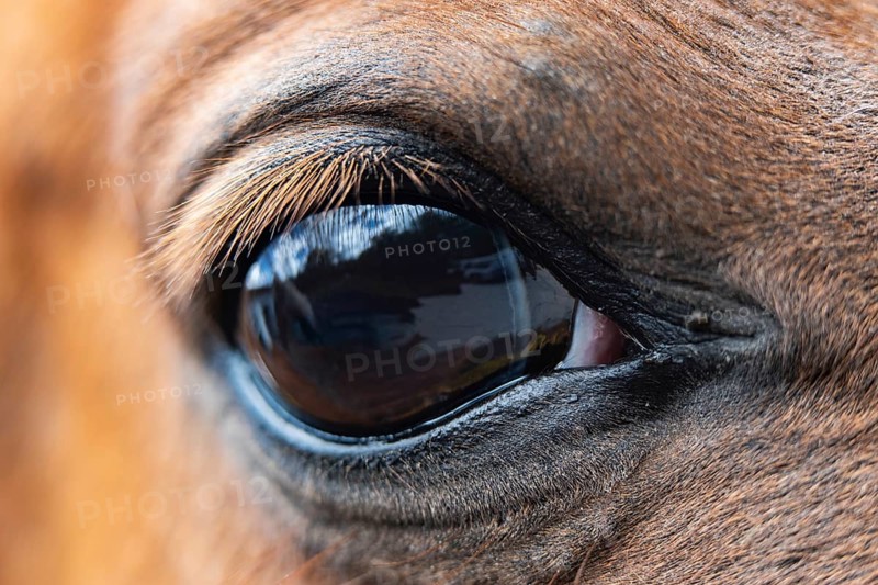 A detailed close-up image of a horse's eye, capturing the delicate eyelashes and glossy surface that reflects its surrounding environment, portraying an intimate equine perspective