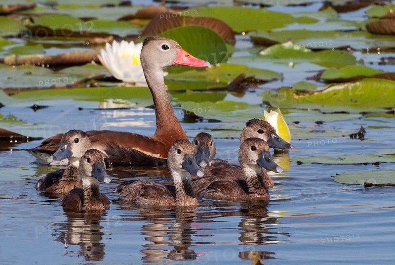 Black-bellied Whistling Duck (Dendrocygna autumnalis) with juvenile, Florida, USA