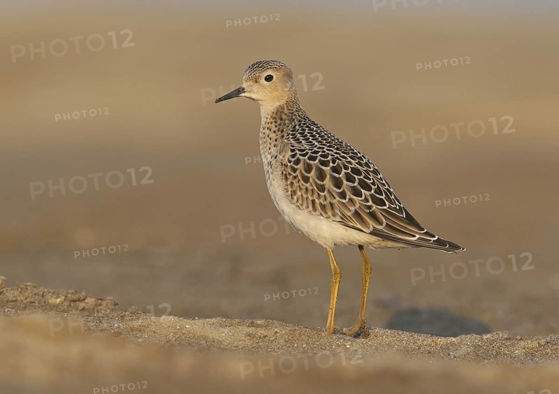Buff-breasted Sandpiper (Calidris subruficollis), Ohio, USA