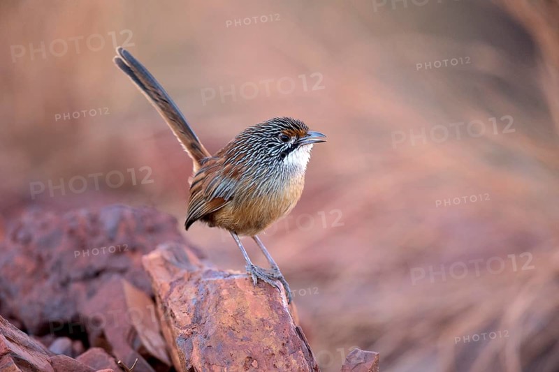 Striated Grasswren (Amytornis striatus whitei) perched on a rock, Western Australia, Australia