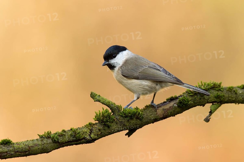 Marsh Tit (Poecile palustris) perched on mossy tree, Utrecht, Netherlands