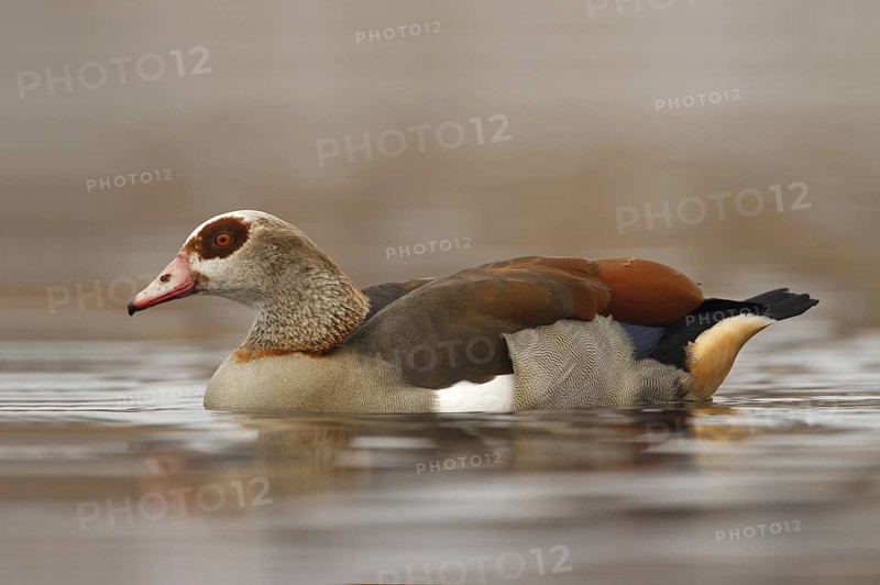 Egyptian Goose (Alopochen aegyptiaca), Utrecht, Netherlands