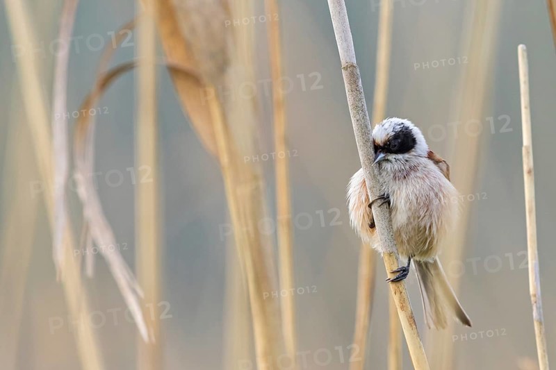 Penduline Tit, (Remiz pendulinus), animals, birds, tits, family of Penduline Tits, Eich-Gimbsheimer Altrhein, district of Worms, Rhineland-Palatinate, Federal Republic of Germany