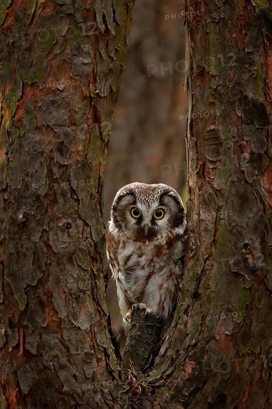 Boreal owl, Aegolius funereus, sitting on old tree trunk with clear green forest in background