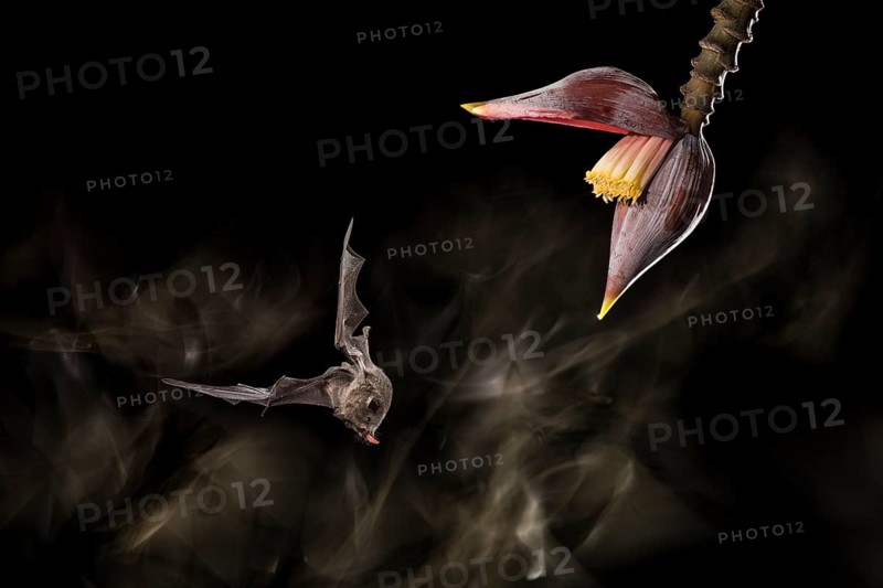 A Pallas' Long-tongued Bat visits a banana flower in a lowland rainforest in Costa Rica. I use a sophisticated multiple-flash technique coupled with an infrared movement trigger to do my bat photography. I combined this technique here with continuous light from a flashlight during a long exposure