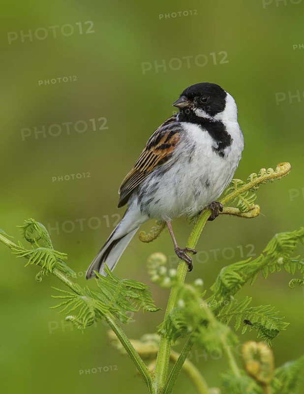 Common Reed Bunting (Emberiza schoeniclus) male, Greater London, United Kingdom
