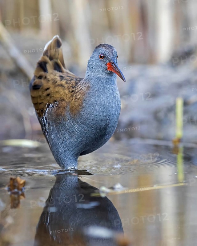 Water Rail (Rallus aquaticus) foraging, Saxony-Anhalt, Germany