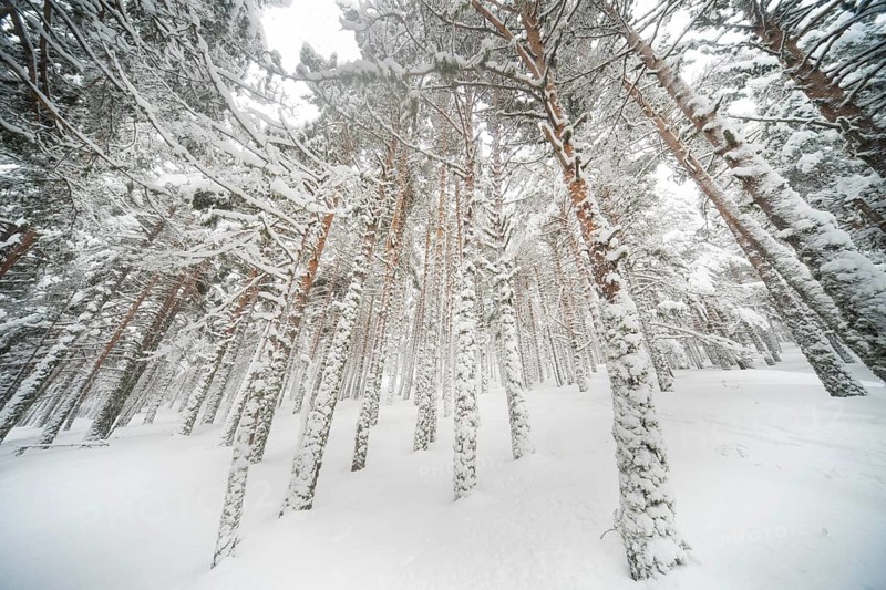 Snow blankets Aleppo pines in Guadarrama National Park, Spain, creating a serene winter landscape. Tall trees dusted with snow stand under a calm, cloudy sky