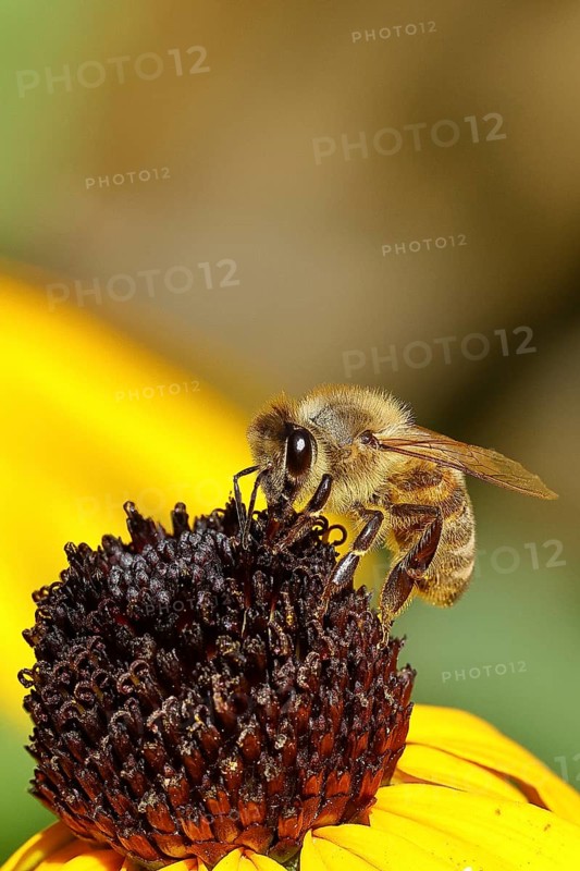 European honey bee (Apis mellifera), collecting nectar from a flower of yellow coneflower (Echinacea paradoxa), Wilden, North Rhine-Westphalia, Germany