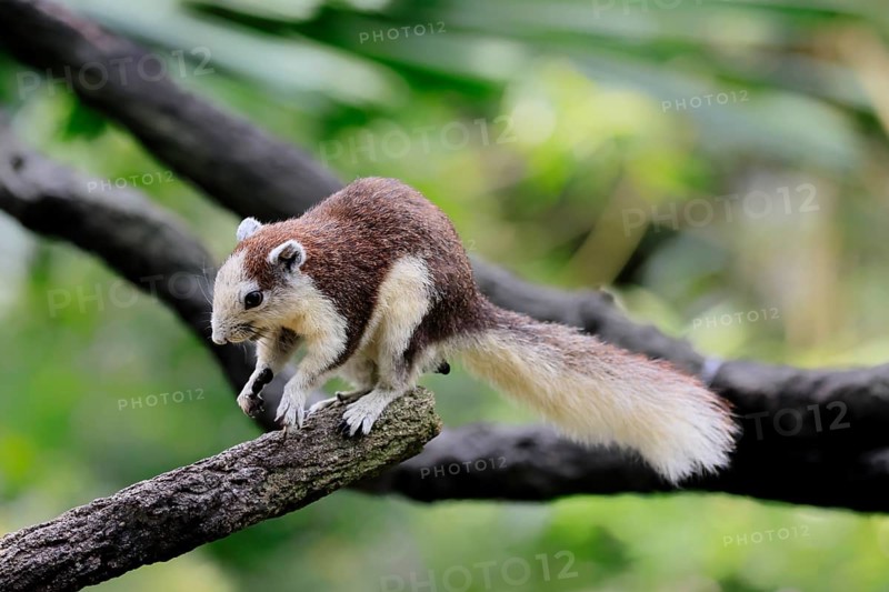 Finlayson's squirrel (Callosciurus finlaysonii), adult, on tree, foraging, Singapore, Southeast Asia