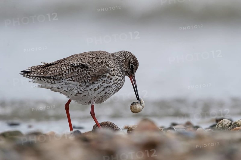 Common Redshank (Tringa totanus) carrying shell in bill, Schleswig-Holstein, Germany