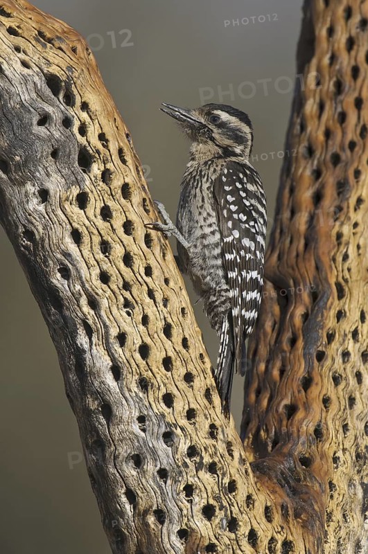 Ladder-backed Woodpecker (Dryobates scalaris), Arizona, USA