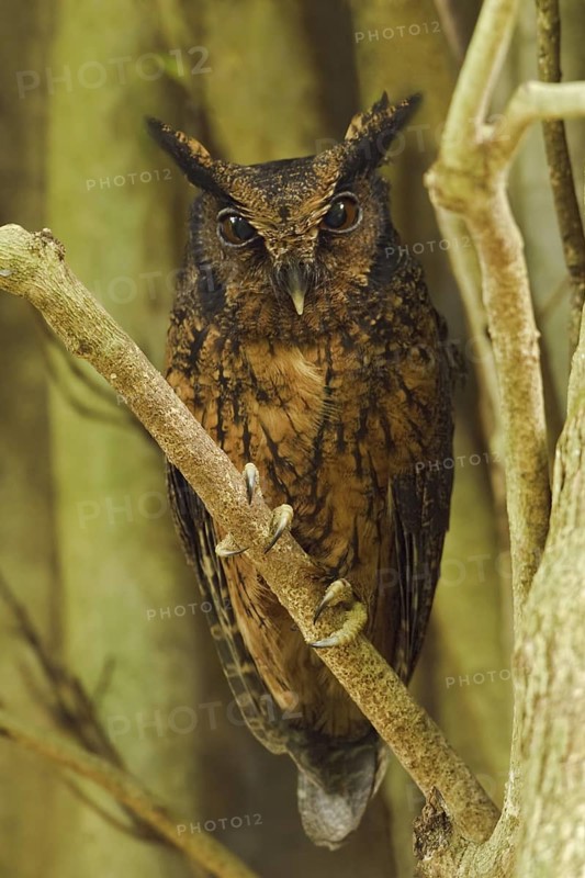 Tawny-bellied Screech Owl (Megascops watsonii), Ecuador