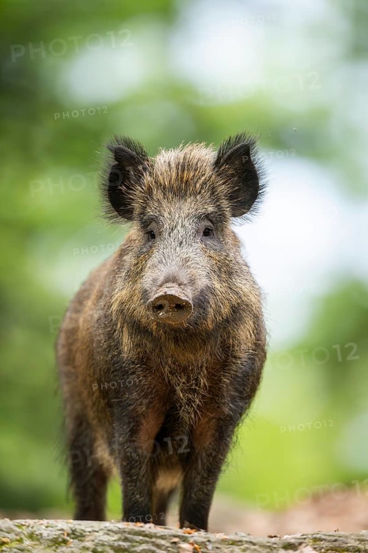Wild boar (Sus scrofa) standing in a forest, Bavaria, Germany