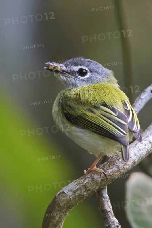 Short-tailed Pygmy Tyrant (Myiornis ecaudatus), Manu National Park, Peru
