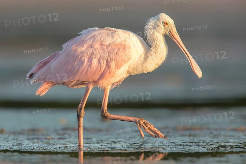 Roseate Spoonbill (Platalea ajaja) foraging in shallow water, Florida, USA