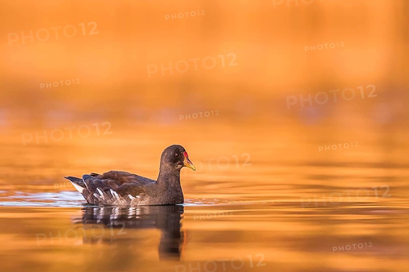 Common Moorhen (Gallinula chloropus), Rhineland-Palatinate, Germany
