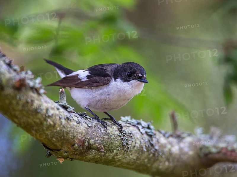 European Pied Flycatcher (Ficedula hypoleuca) male perched on a branch, Sweden