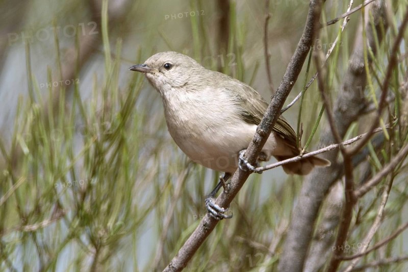 Grey Honeyeater (Conopophila whitei), Western Australia, Australia