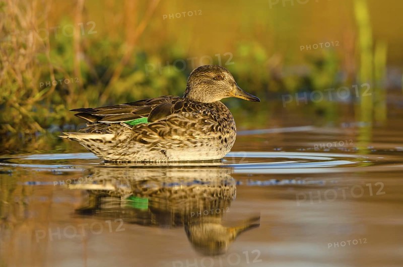 Eurasian Teal (Anas crecca) female, Schleswig-Holstein, Germany