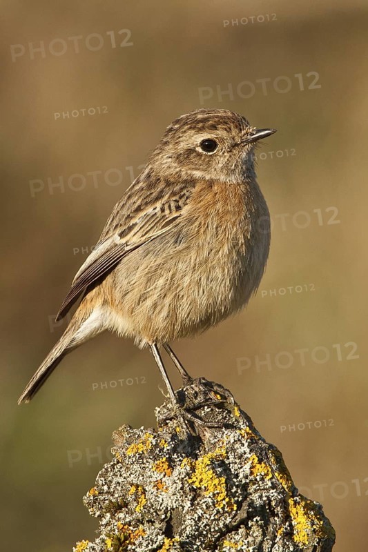 European Stonechat (Saxicola rubicola) female, Rhineland-Palatinate, Germany