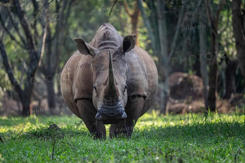 Southern white rhinoceros (Ceratotherium simum simum), Ziwa Rhino Sanctuary, Uganda