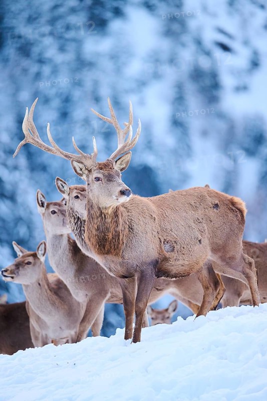 Red deer (Cervus elaphus) stag with hinds on a snowy meadow in the mountains in tirol, Kitzbühel, Wildpark Aurach, Austria