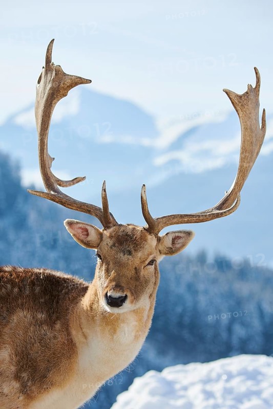 European fallow deer (Dama dama) buck portrait in the mountains in tirol, snow, Kitzbühel, Wildpark Aurach, Austria