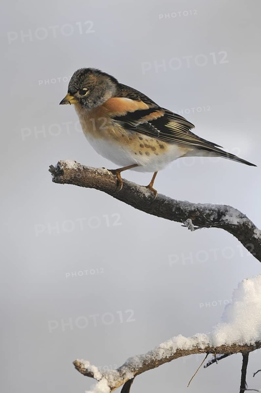 Brambling (Fringilla montifringilla) male, Saxony-Anhalt, Germany