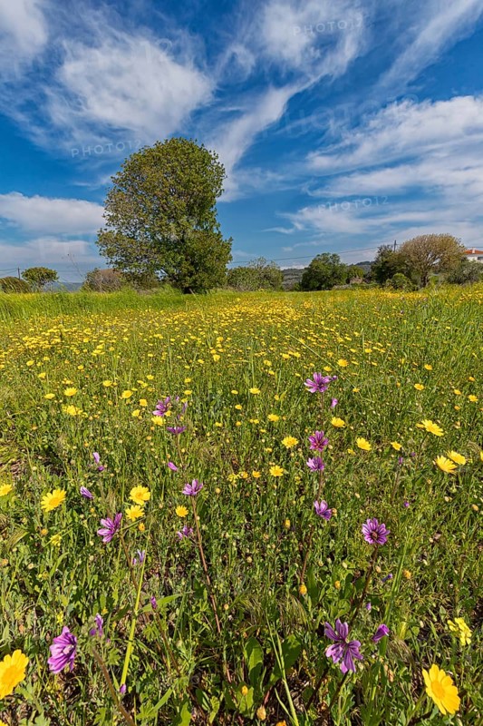 Landscape in Greece, flower meadow, tree, spring, island Lesbos Lesbos, Greece