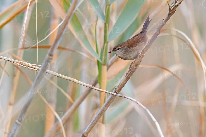 Seidensänger, Cetti's Warbler, Cettia cetti, Bouscarle de Cetti, Ruiseñor Bastardo