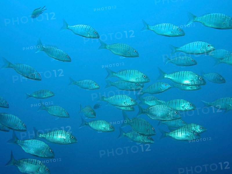Marble bream (Lithognathus mormyrus)