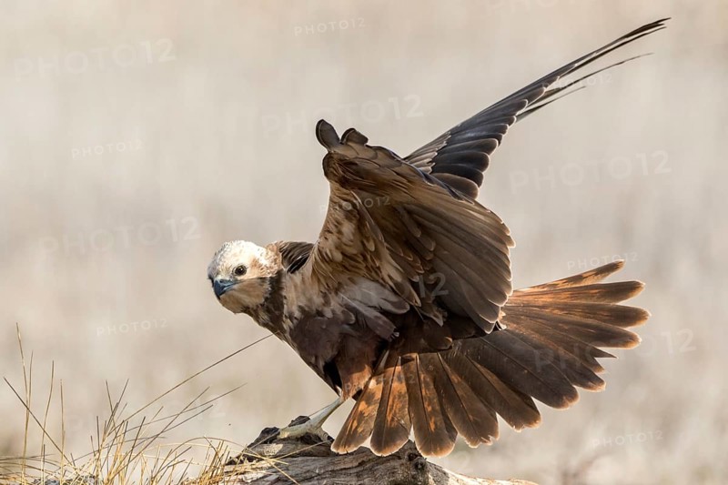 Western Marsh Harrier (Circus aeruginosus) female perched on a stump, Castile-La Mancha, Spain