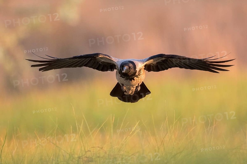Hooded Crow (Corvus cornix) flying, Romania
