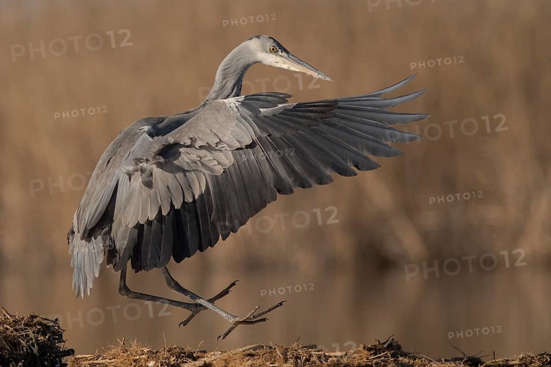 Grey Heron (Ardea cinerea) landing, Subotica, Serbia
